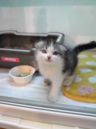 f:id:usa-kounosuke:20081010195110j:image