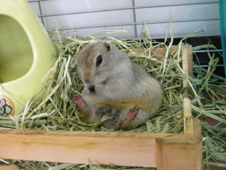 f:id:usa-kounosuke:20090822135820j:image:w360