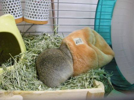 f:id:usa-kounosuke:20100108213629j:image:w360