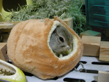 f:id:usa-kounosuke:20100108214412j:image:w360