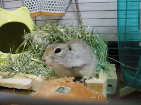f:id:usa-kounosuke:20100109002148j:image:w360