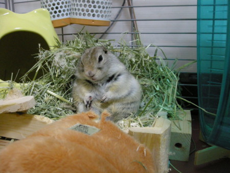f:id:usa-kounosuke:20100109002520j:image:w360