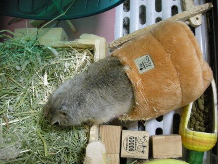 f:id:usa-kounosuke:20100109002649j:image:w360