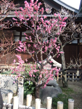 f:id:usa-kounosuke:20110227145844j:image:h360