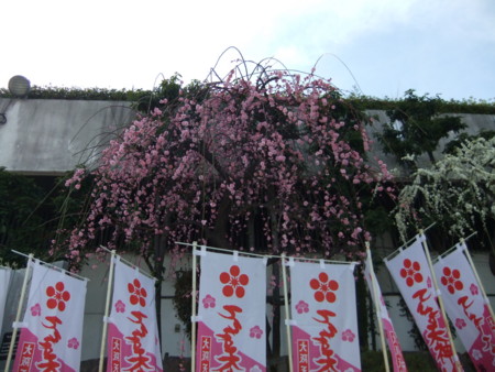 f:id:usa-kounosuke:20110227150133j:image:w360