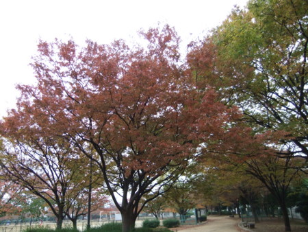 f:id:usa-kounosuke:20111123152202j:image:w360