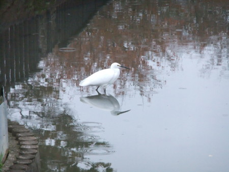 f:id:usa-kounosuke:20111123153326j:image:w360