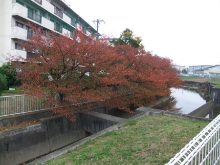 f:id:usa-kounosuke:20111123153910j:image:w360