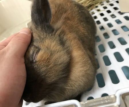 f:id:usa-kounosuke:20190803123802j:image