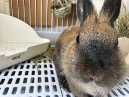 f:id:usa-kounosuke:20190807120213j:image