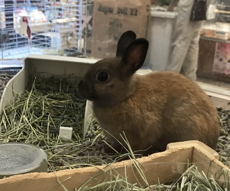 f:id:usa-kounosuke:20190809105557j:image