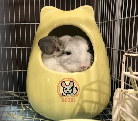 f:id:usa-kounosuke:20190809110058j:image