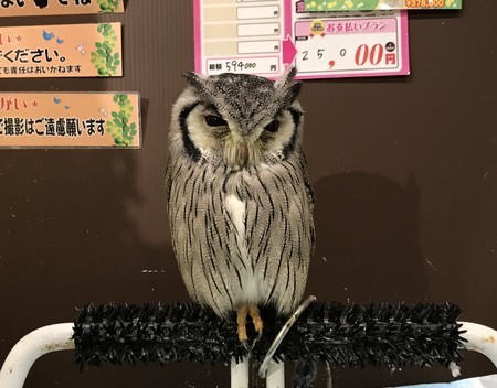 f:id:usa-kounosuke:20190809110945j:image