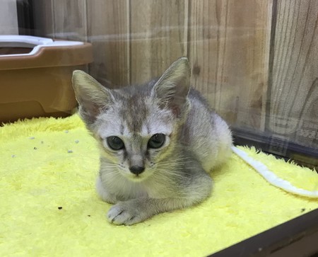 f:id:usa-kounosuke:20190809111224j:image
