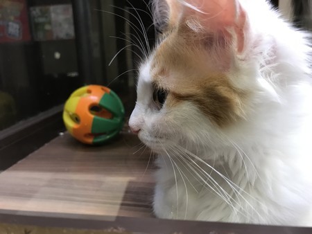 f:id:usa-kounosuke:20190814101444j:image