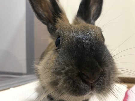 f:id:usa-kounosuke:20190814103327j:image