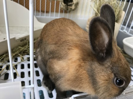 f:id:usa-kounosuke:20190906090154j:image f:id:usa-kounosuke:20190906090154j:image