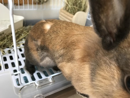 f:id:usa-kounosuke:20190906090207j:image f:id:usa-kounosuke:20190906090207j:image