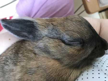 f:id:usa-kounosuke:20190920080851j:image