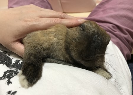 f:id:usa-kounosuke:20190928190044j:image f:id:usa-kounosuke:20190928190044j:image