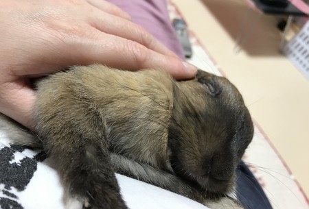 f:id:usa-kounosuke:20190928190302j:image f:id:usa-kounosuke:20190928190302j:image