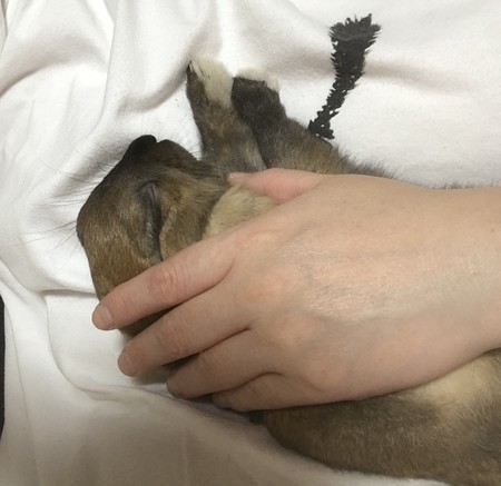 f:id:usa-kounosuke:20190928192458j:image f:id:usa-kounosuke:20190928192458j:image