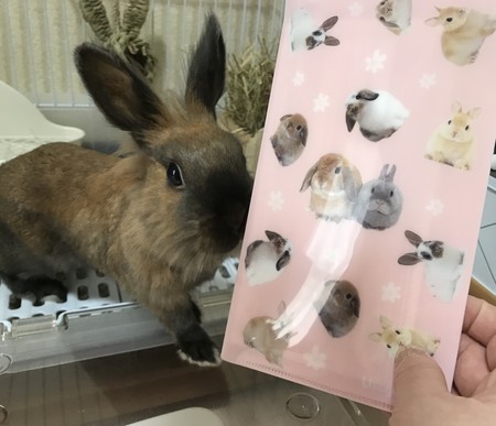 毎回かわいいうさぎグッズ まこうさ日記
