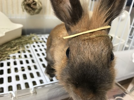 f:id:usa-kounosuke:20200527105656j:image