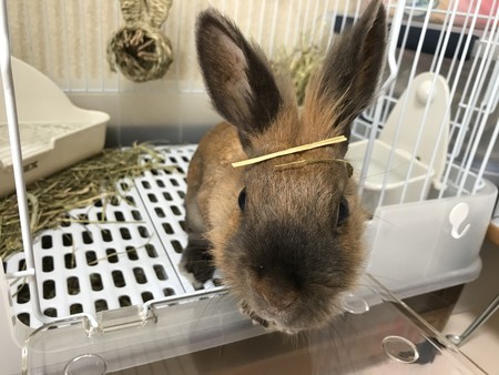 f:id:usa-kounosuke:20200527105717j:image