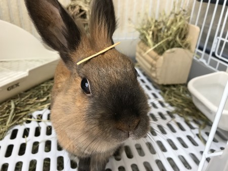 f:id:usa-kounosuke:20200527105742j:image