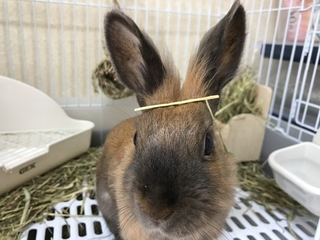 f:id:usa-kounosuke:20200527105804j:image