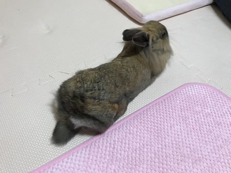 f:id:usa-kounosuke:20200819125516j:image