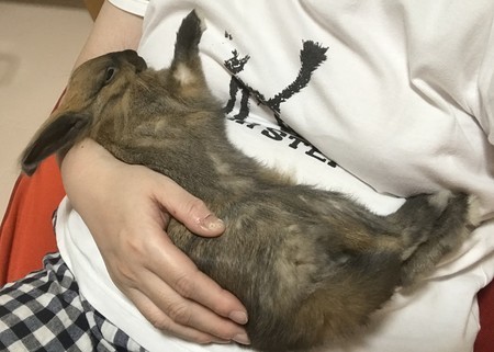 f:id:usa-kounosuke:20200911221701j:image
