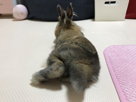 f:id:usa-kounosuke:20200921145013j:image