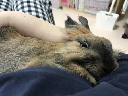 f:id:usa-kounosuke:20201113115010j:image f:id:usa-kounosuke:20201113115010j:image