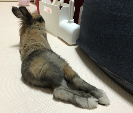 f:id:usa-kounosuke:20201206230518j:image