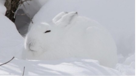 f:id:usa-kounosuke:20210126120018j:image