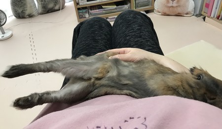 f:id:usa-kounosuke:20210308075351j:image