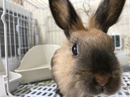 f:id:usa-kounosuke:20210422104743j:image