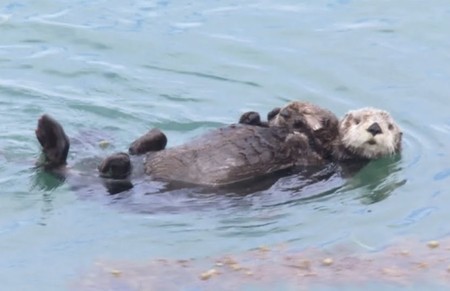 ラッコとは 動植物の人気 最新記事を集めました はてな