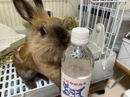 f:id:usa-kounosuke:20210508144129j:image