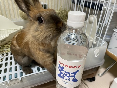 f:id:usa-kounosuke:20210508144142j:image