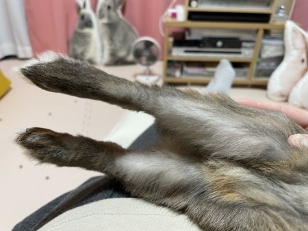 f:id:usa-kounosuke:20210528100854j:image