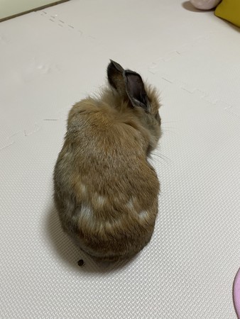 f:id:usa-kounosuke:20210604104354j:image
