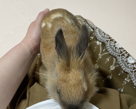f:id:usa-kounosuke:20210611102232j:image