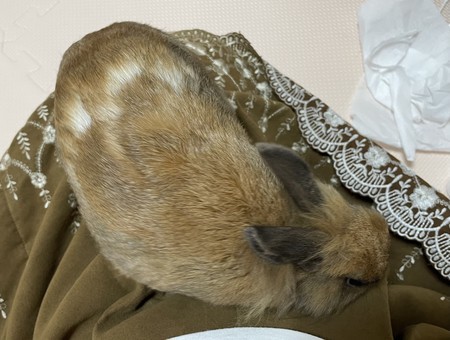 f:id:usa-kounosuke:20210611102257j:image
