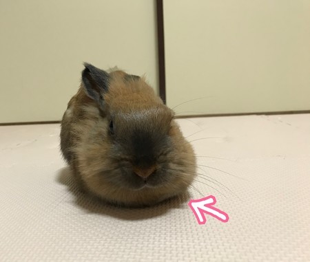f:id:usa-kounosuke:20210611105530j:image
