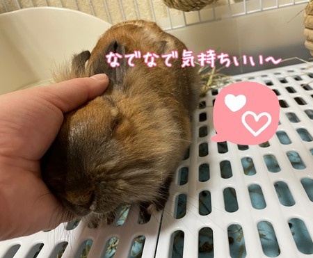 f:id:usa-kounosuke:20210618102503j:image
