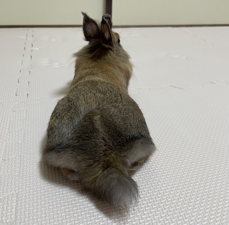 f:id:usa-kounosuke:20210622102520j:image
