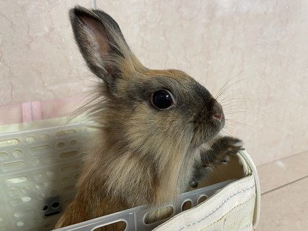 f:id:usa-kounosuke:20210726103123j:image